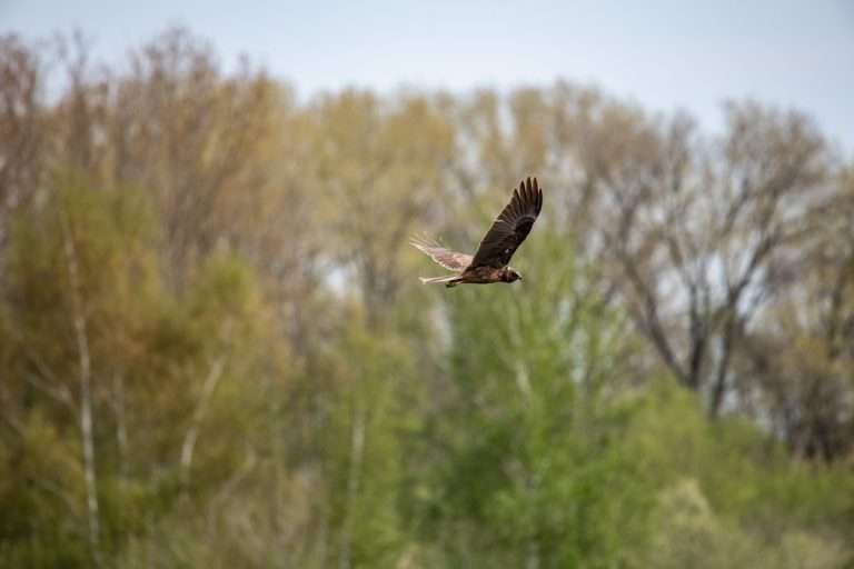 Initieel getrokken met mijn Nikon 500 mm