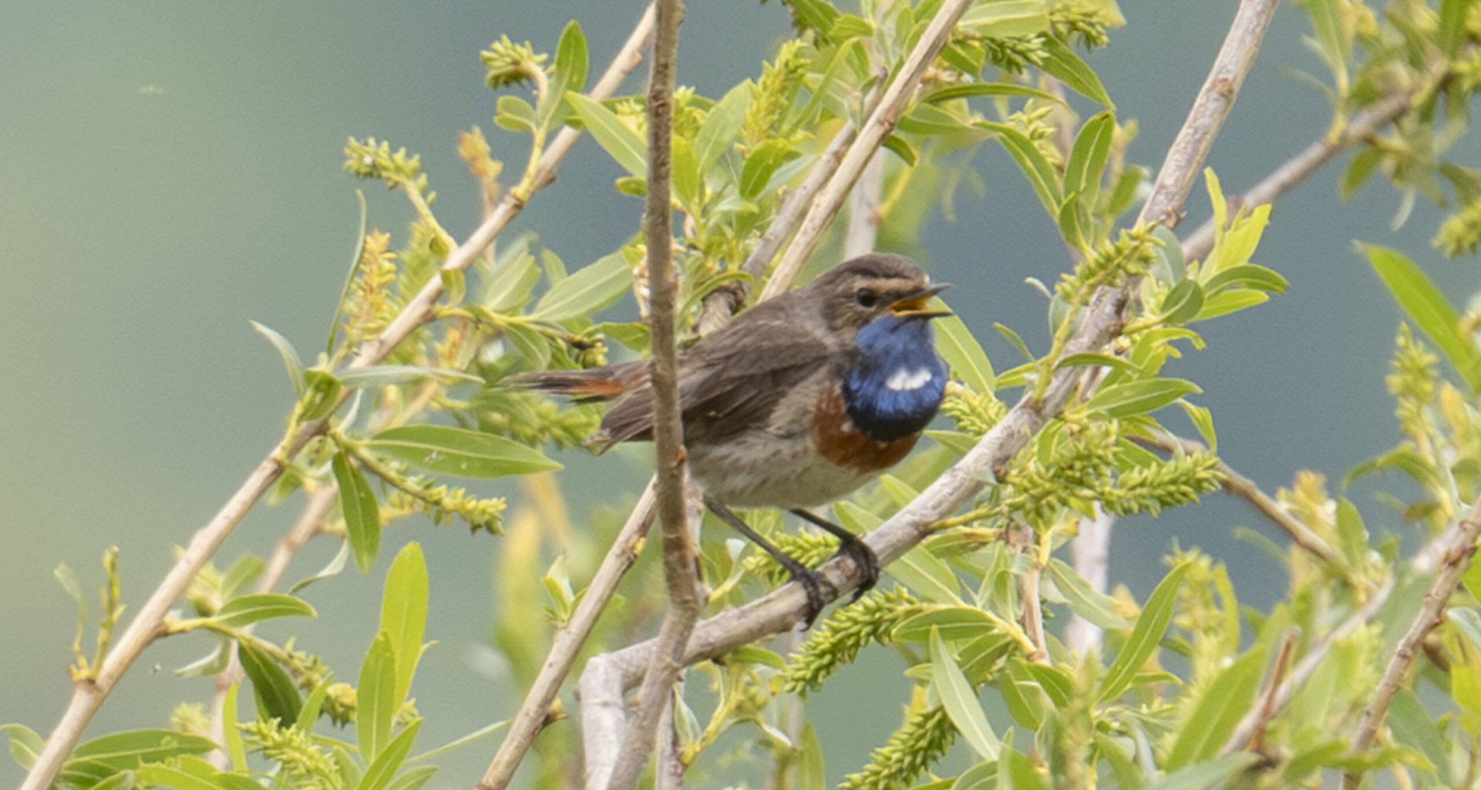 Blauwborst-6