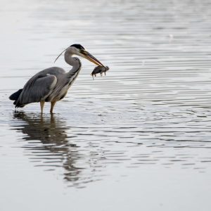 Blauwe reiger