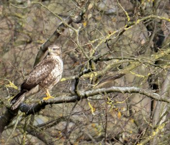 Buizerd