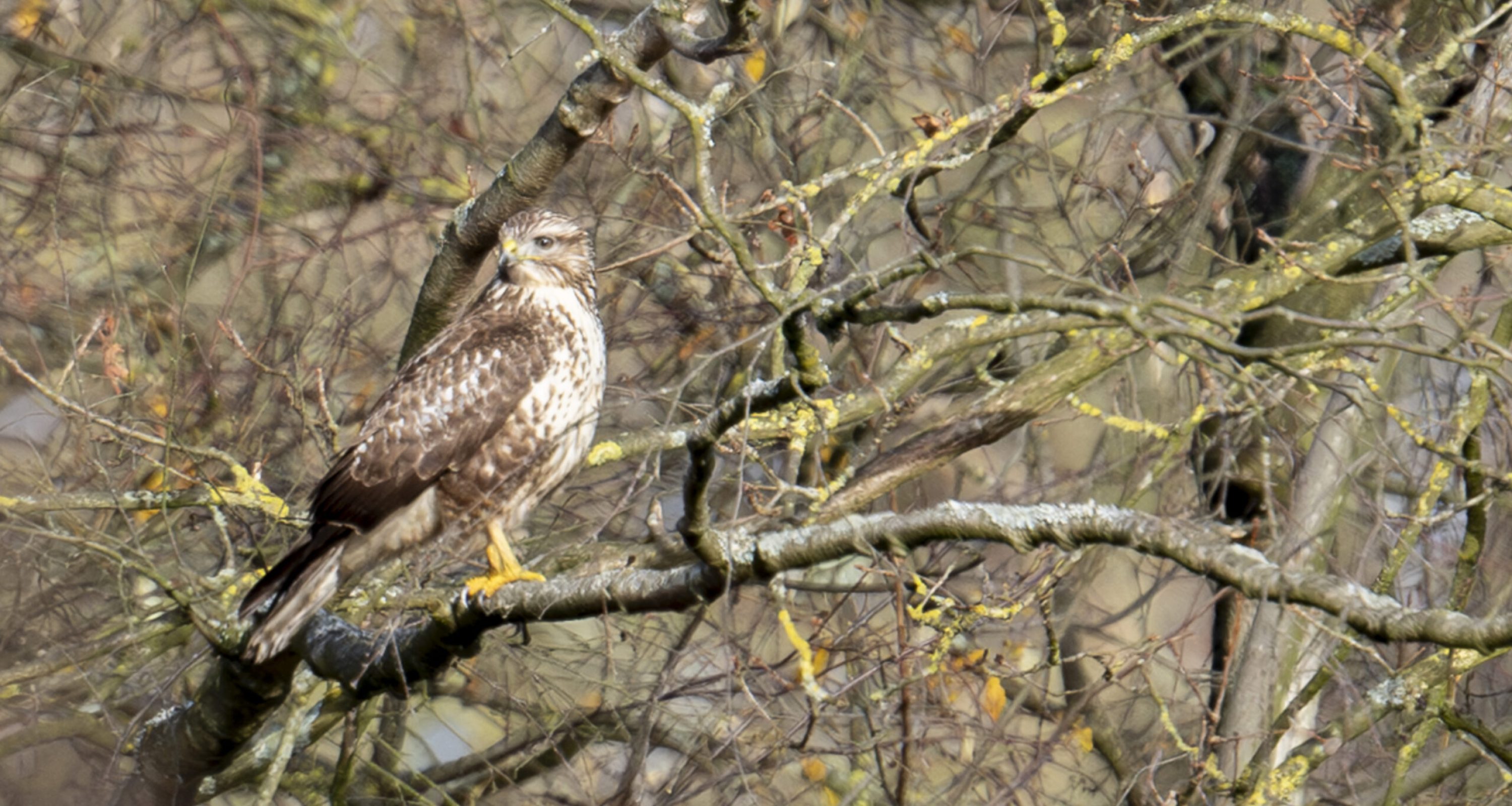 Buizerd