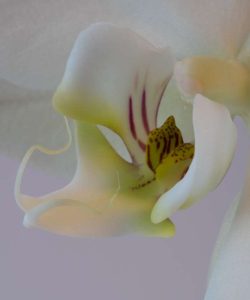Orchidee
