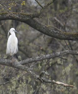 Kleine zilverreiger