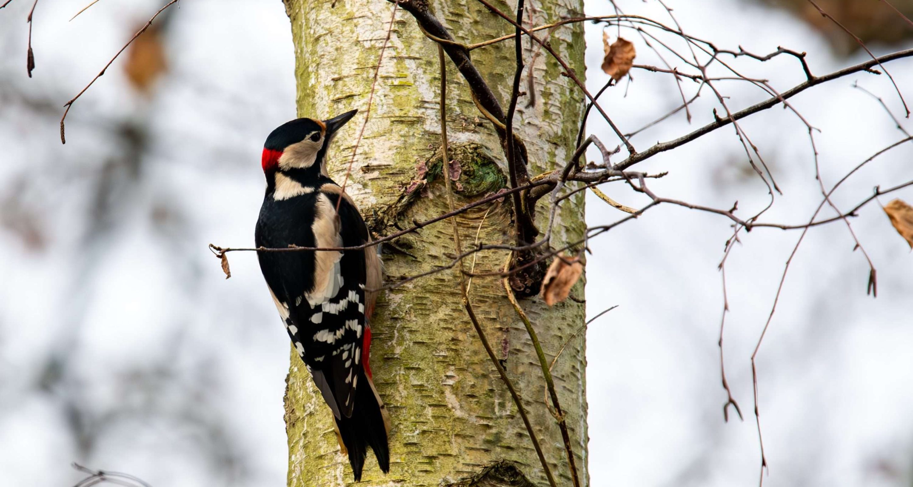 Specht-2