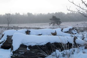 Teut - Winter-4