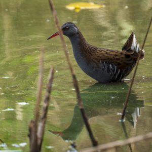 NIKON D850 f/5.6 1/2000sec ISO-3200 500mm