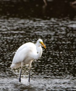 Grote zilverreiger