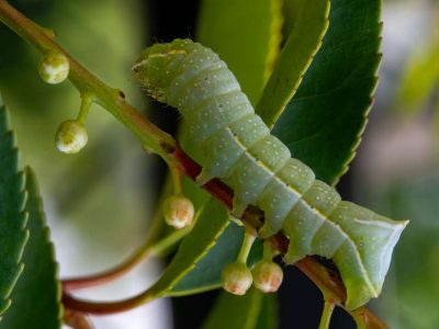 rups van de piramidevlinder