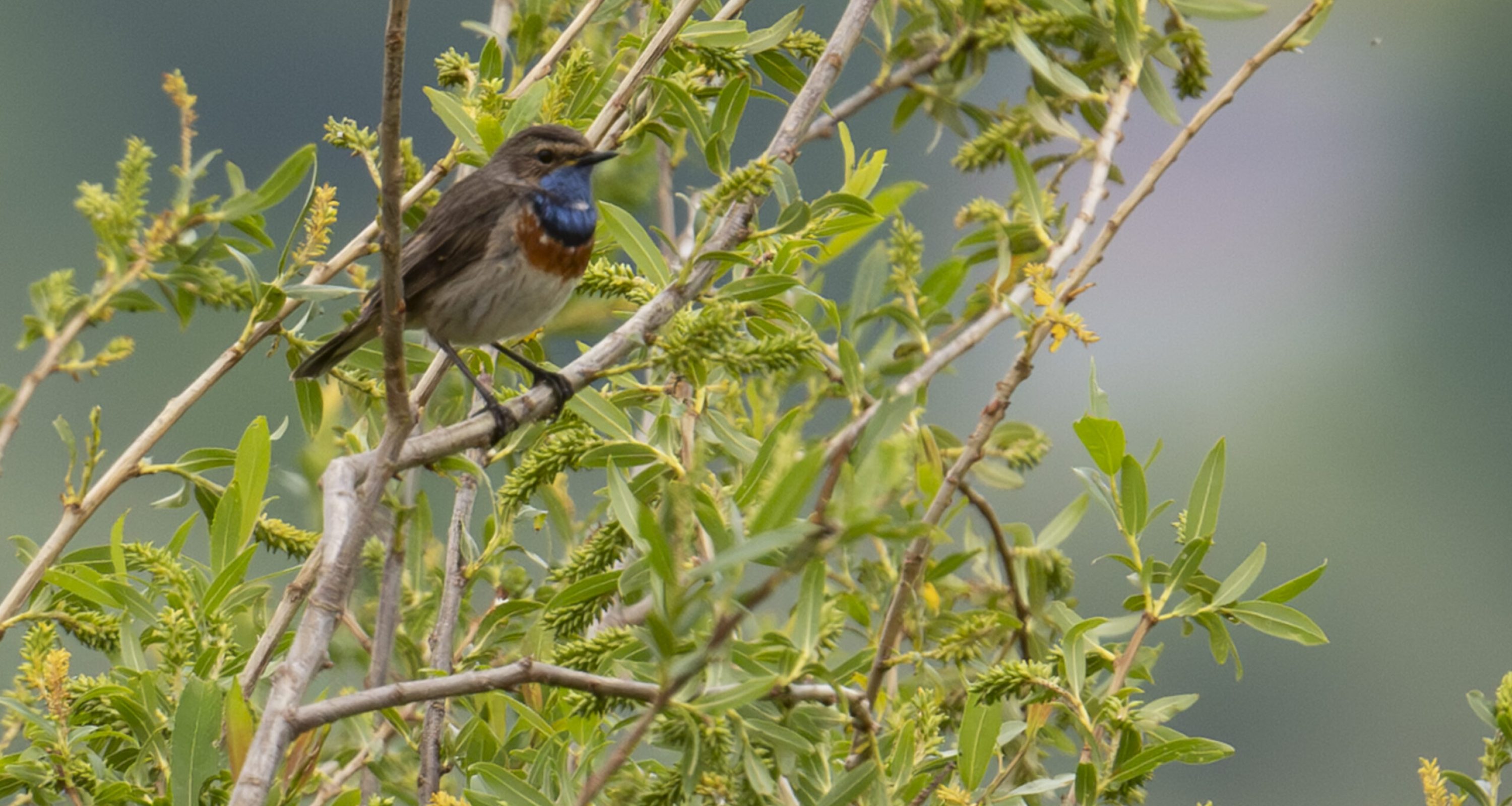 Blauwborst