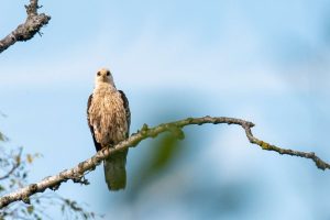 Buizerd