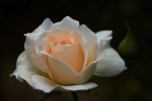 soft orange rose